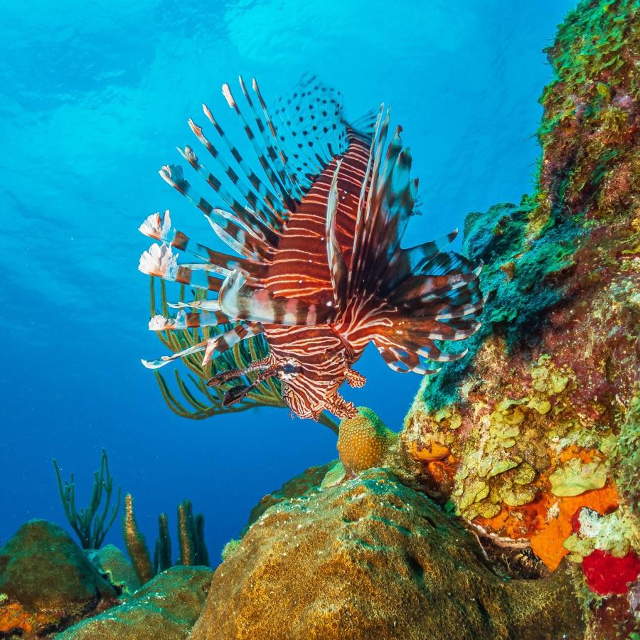 Lion Fish at The Wall 