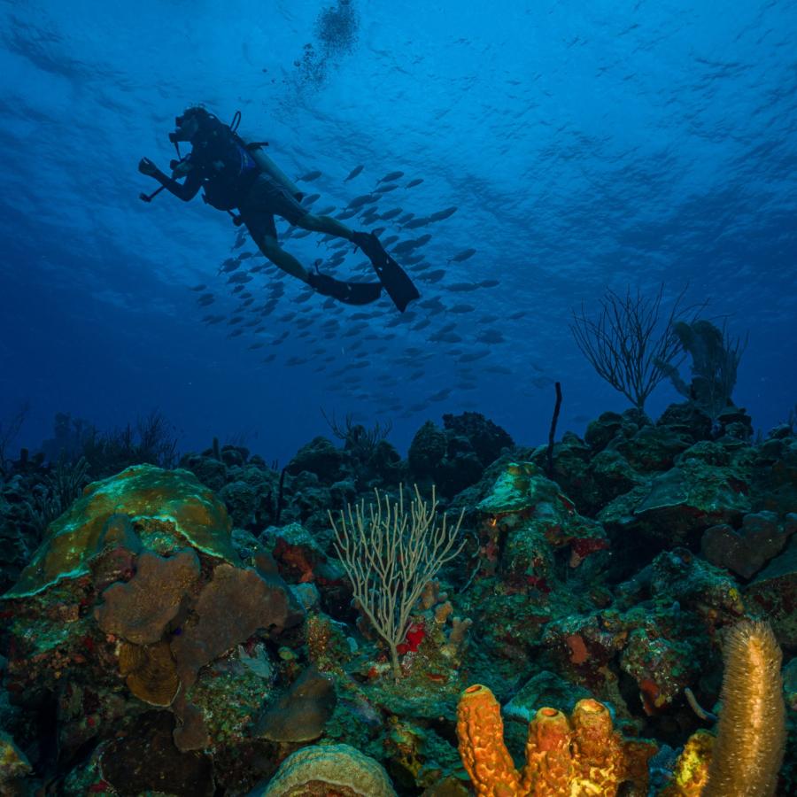 Diving at La Pared in La Parguera