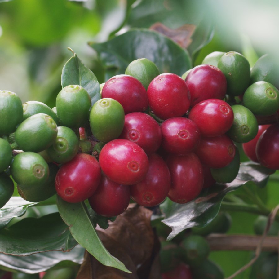 Una imagen de granos de café cultivados localmente.