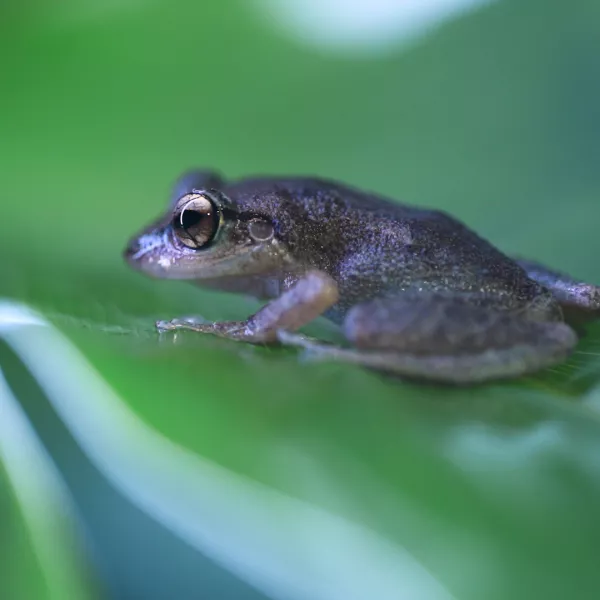 Coquí, símbolo de Puerto Rico, en el ecosistema del Bosque Nacional El Yunque.