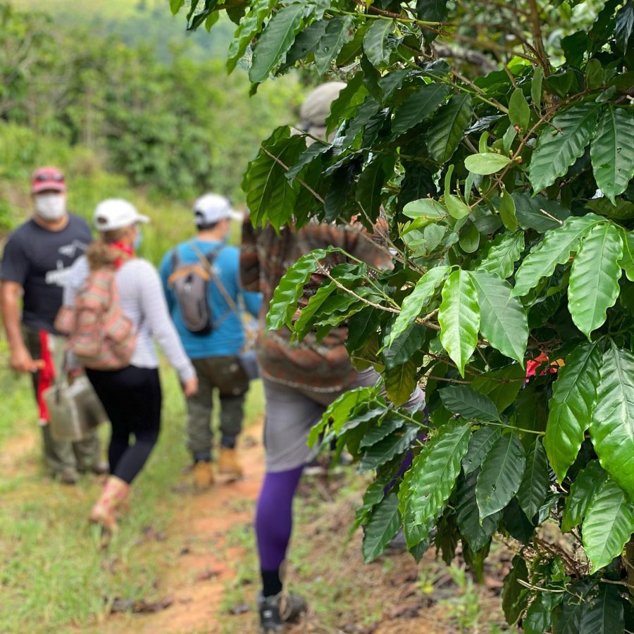 A group picking coffee beans.