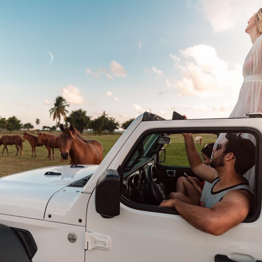 Un grupo de amigos montando un Jeep encuentra caballos salvajes en Vieques.