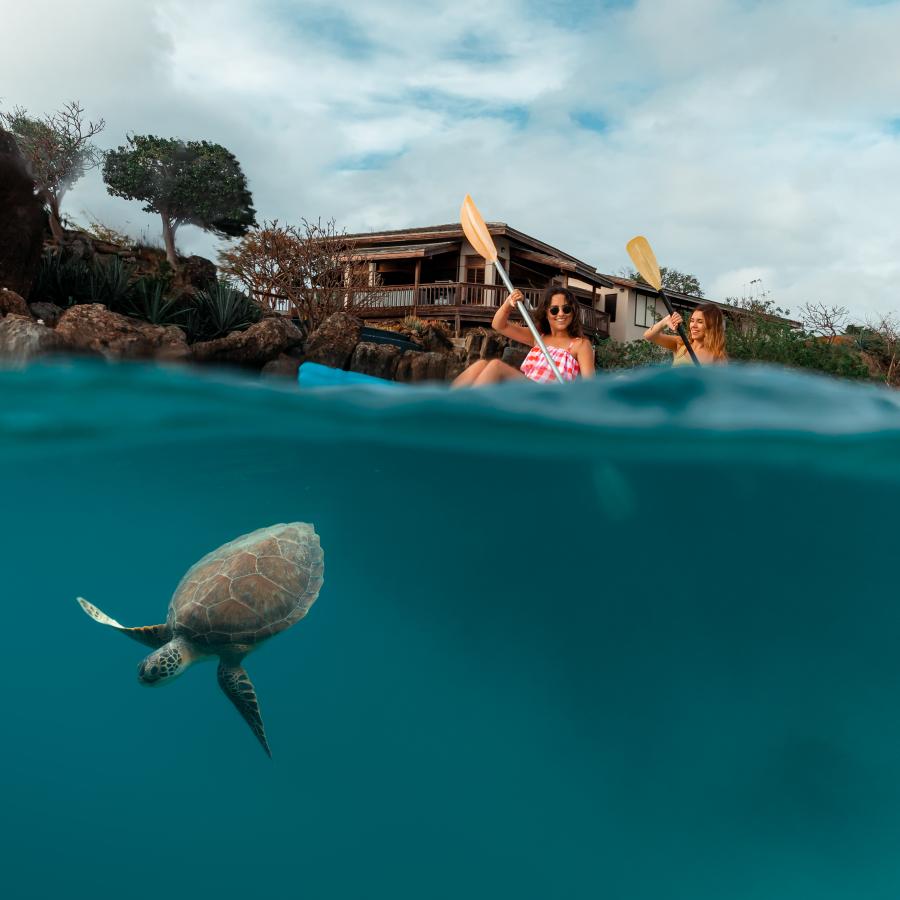 Dos mujeres hacen kayak en Culebra y ven una pequeña tortuga marina en el agua.