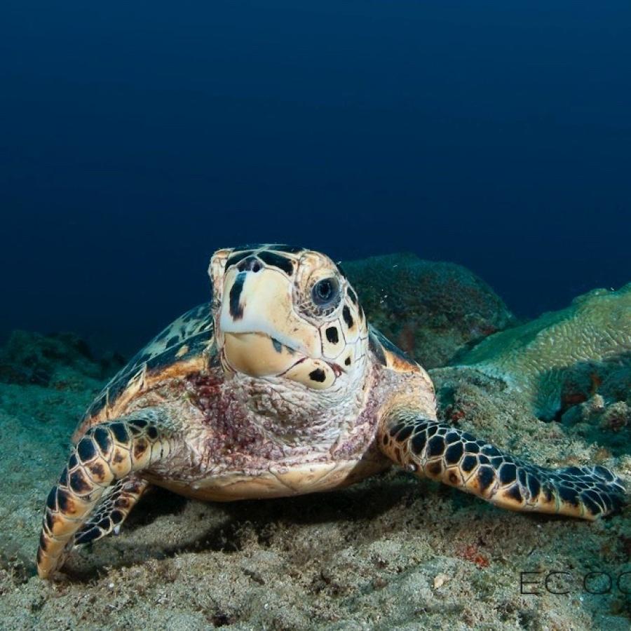 endangered sea turtle in puerto rico