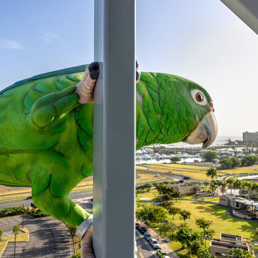 A giant sculpture of a Puerto Rican parrot hangs on the outside of Distrito T-Mobile