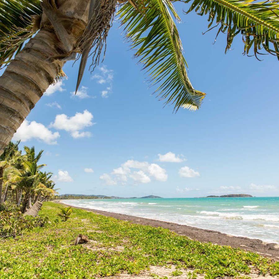 Palm trees line a beach in Humacao, Puerto Rico.