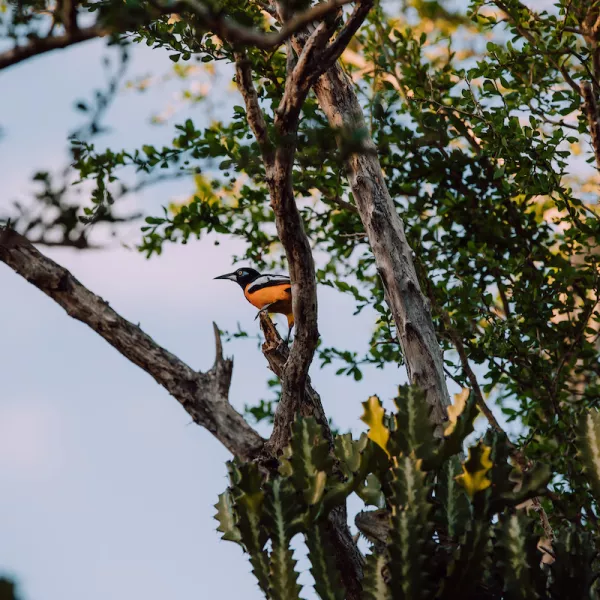 Birding in Puerto Rico