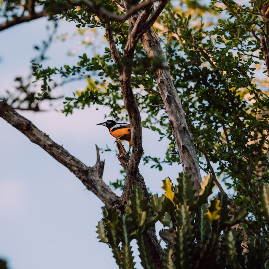 Birding in Puerto Rico