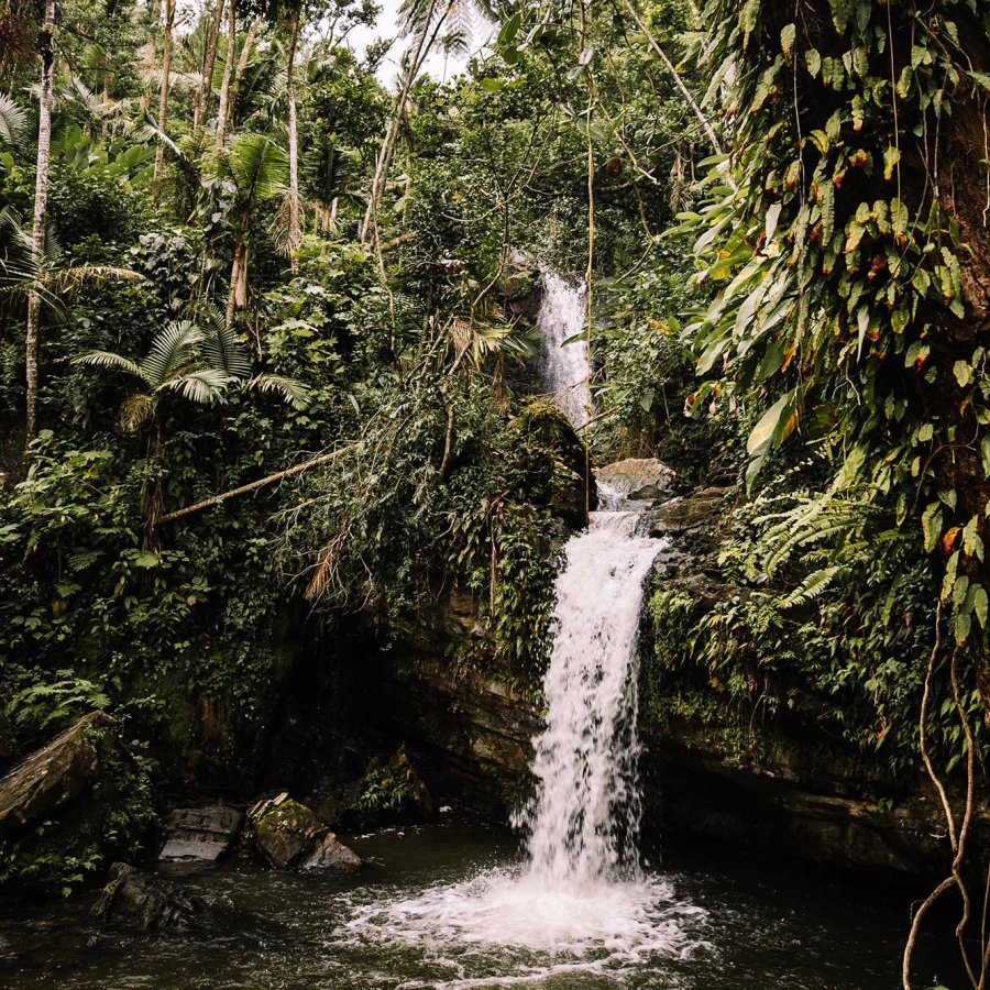 A waterfall surrounded by a dense jungle in El Yunque National Forest, Puerto Rico.