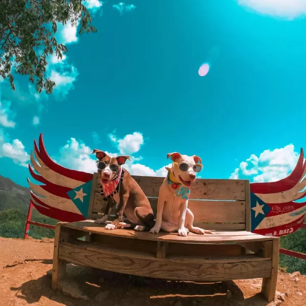 Dogs in a bench.