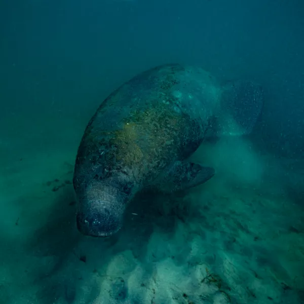 Moises the manatee