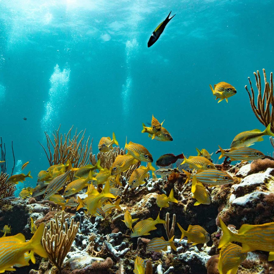 Colorful fish swim around coral formations at The Wall, off the coast of Lajas, Puerto Rico.