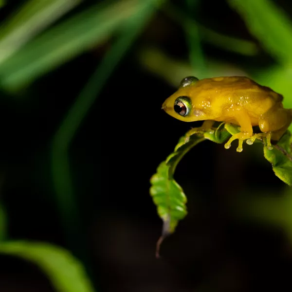 A coqui frog, a native species of amphibian in Puerto Rico.