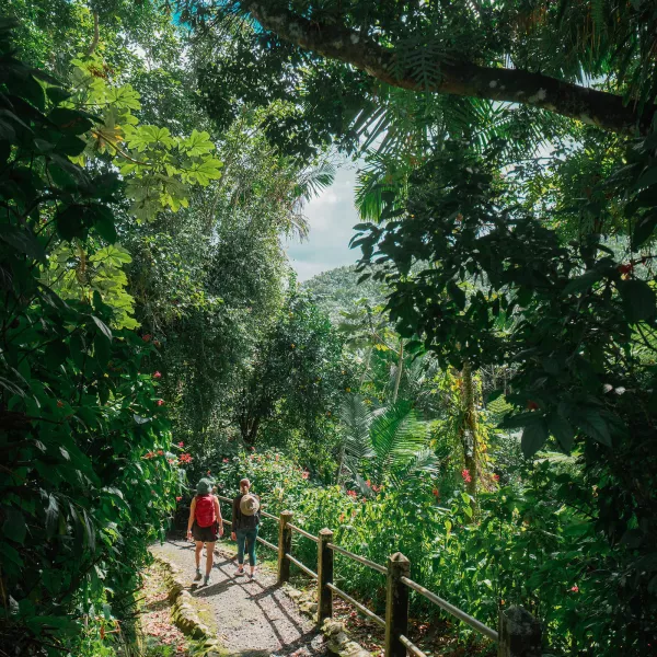 isitors walking along a lush trail in El Yunque National Forest, surrounded by dense tropical trees and vibrant greenery.