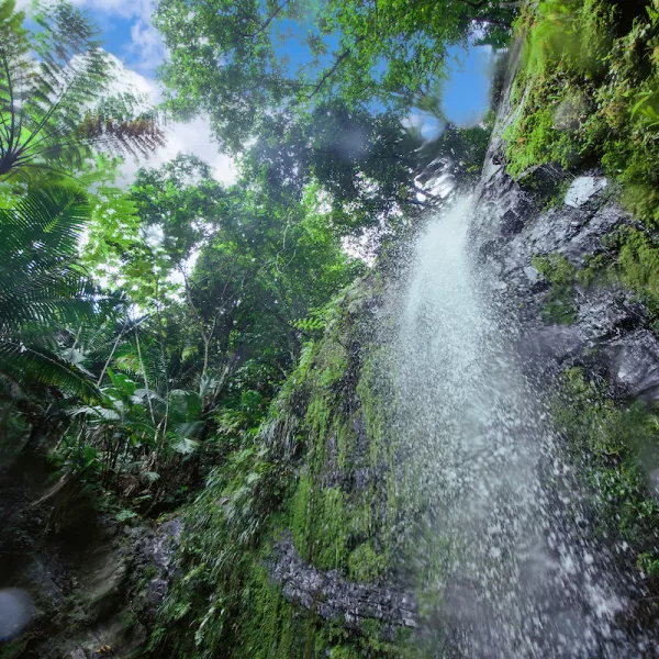 Waterfall cascading down moss-covered rocks in El Yunque National Forest, surrounded by lush tropical rainforest in Puerto Rico.