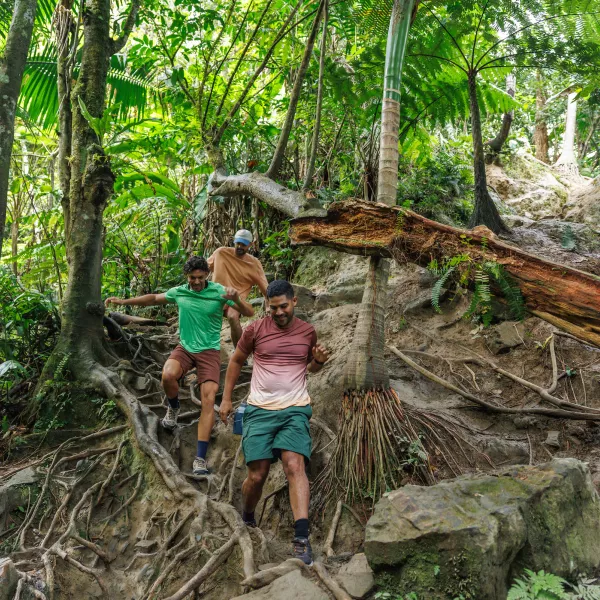 Three hikers descending a steep forest trail with exposed tree roots in El Yunque rainforest.