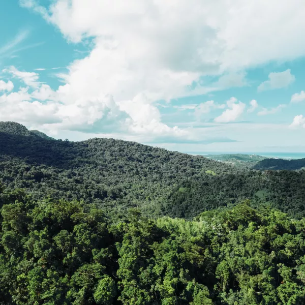 The green view from El Yunque is like no other, full of flora.