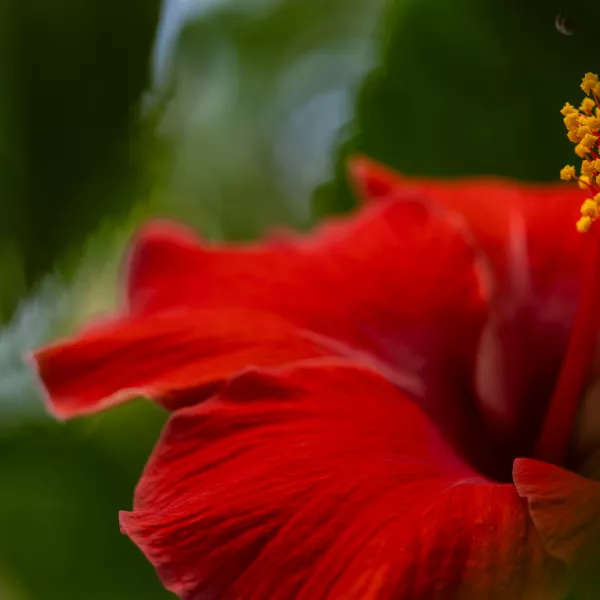 Close-up of a red maga flower, Puerto Rico’s national flower, in bloom against a soft green background.