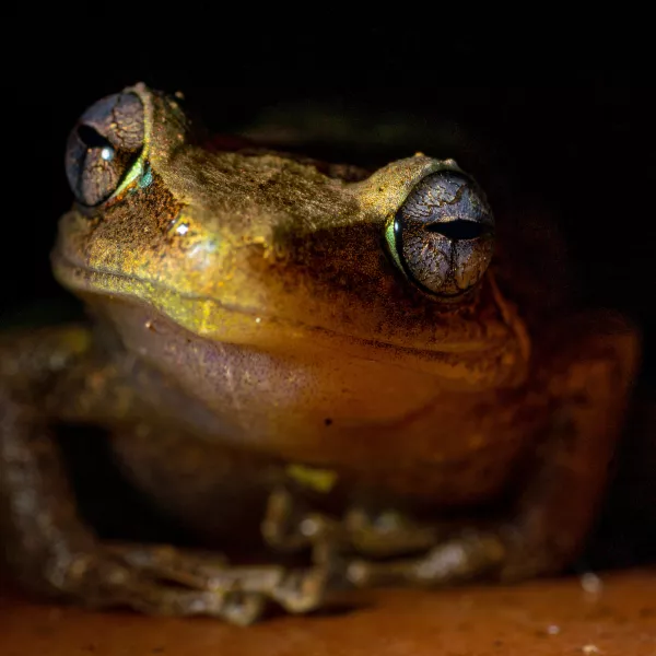 Close-up of a Puerto Rican coquí frog at night, illuminated against a dark background.