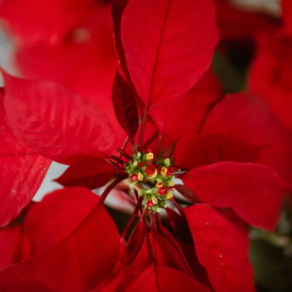 Primer plano de una flor de pascua roja y verde.
