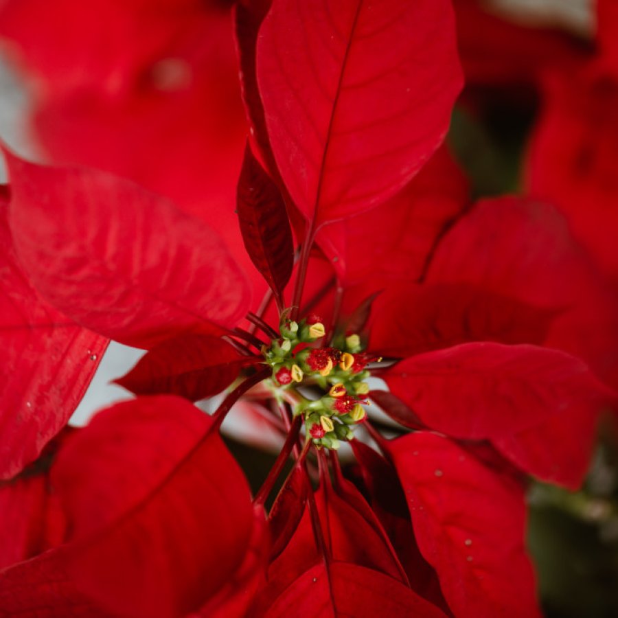 Closeup of red and green pascua flower.