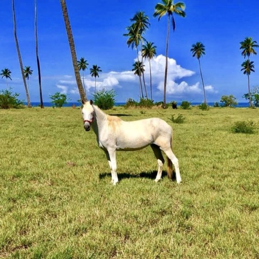 Horse in La Playuela beach.