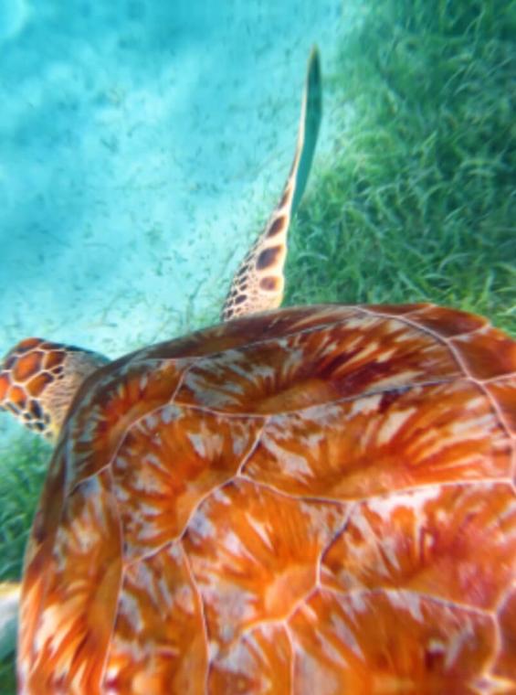 Tortuga marina en aguas cristalinas de color turquesa.