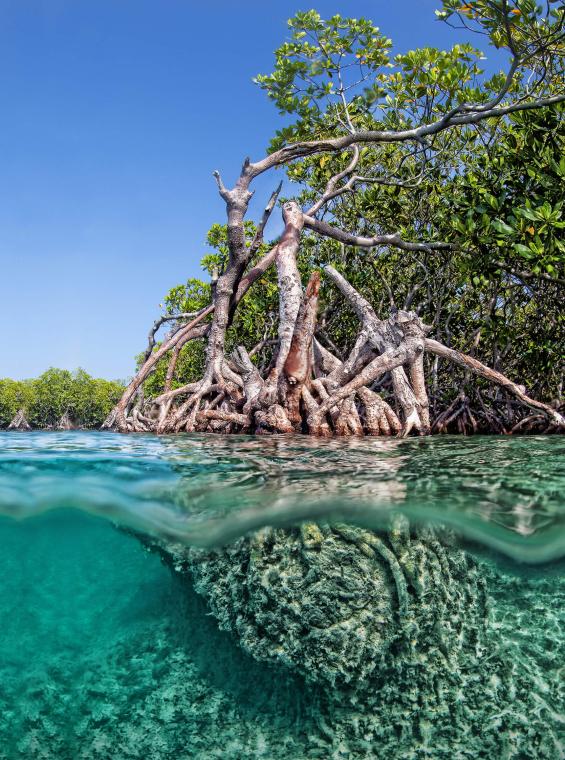 Vista submarina de las raíces de los manglares que forman parte de Cayo Aurora, también conocida como la isla de Gilligan.