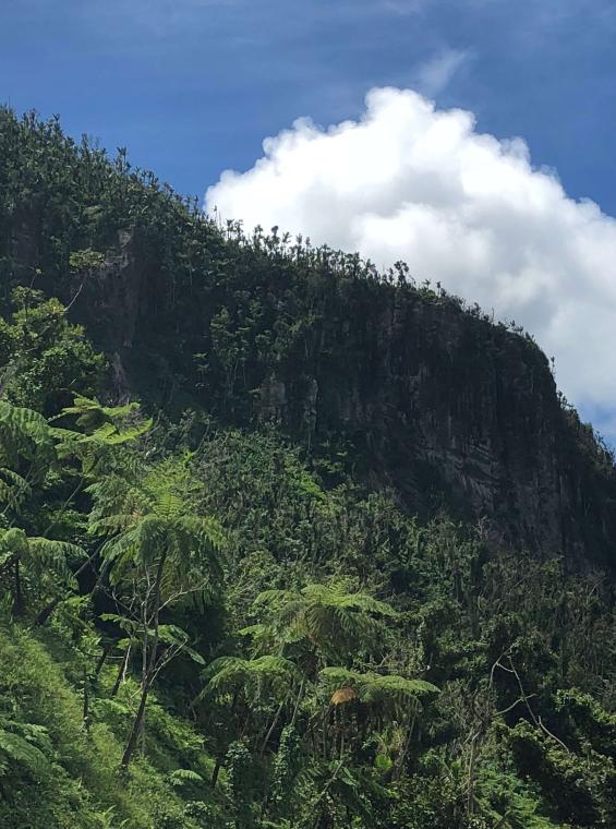 Explore the lush forest of El Yunque.