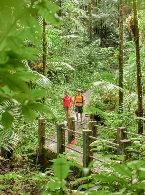 El Yunque Trails